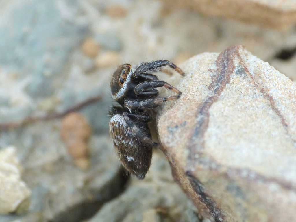 Hasarius adansonii? No. Evarcha jucunda - Tolfa (RM)